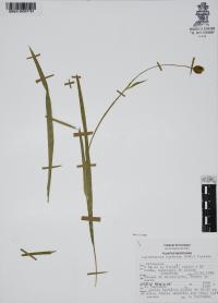 Calochortus barbatus image